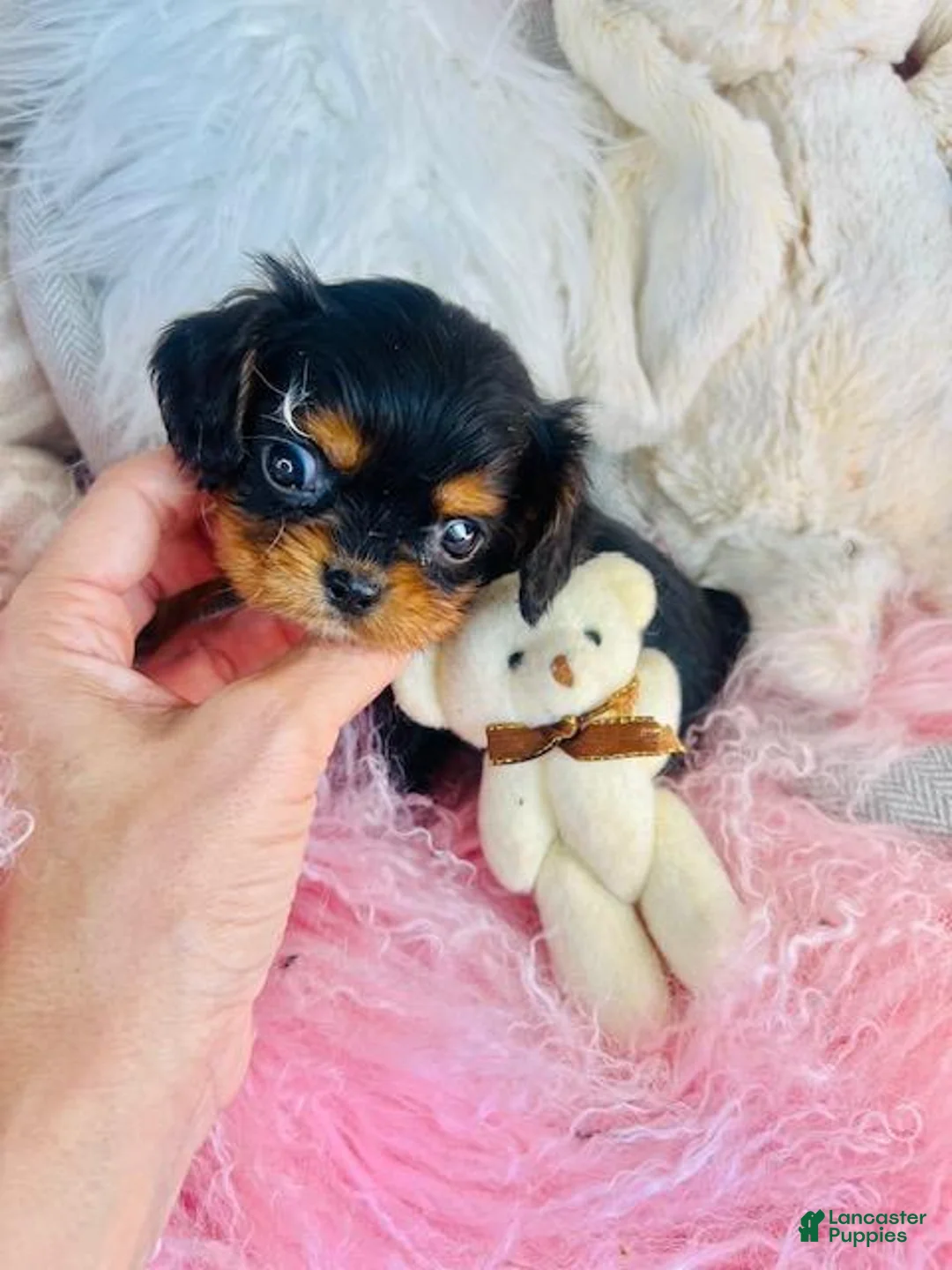 Cavalier King Charles Spaniel dogs for sale: Tiny Cavalier King Charles Spaniel 1 - Ad 3