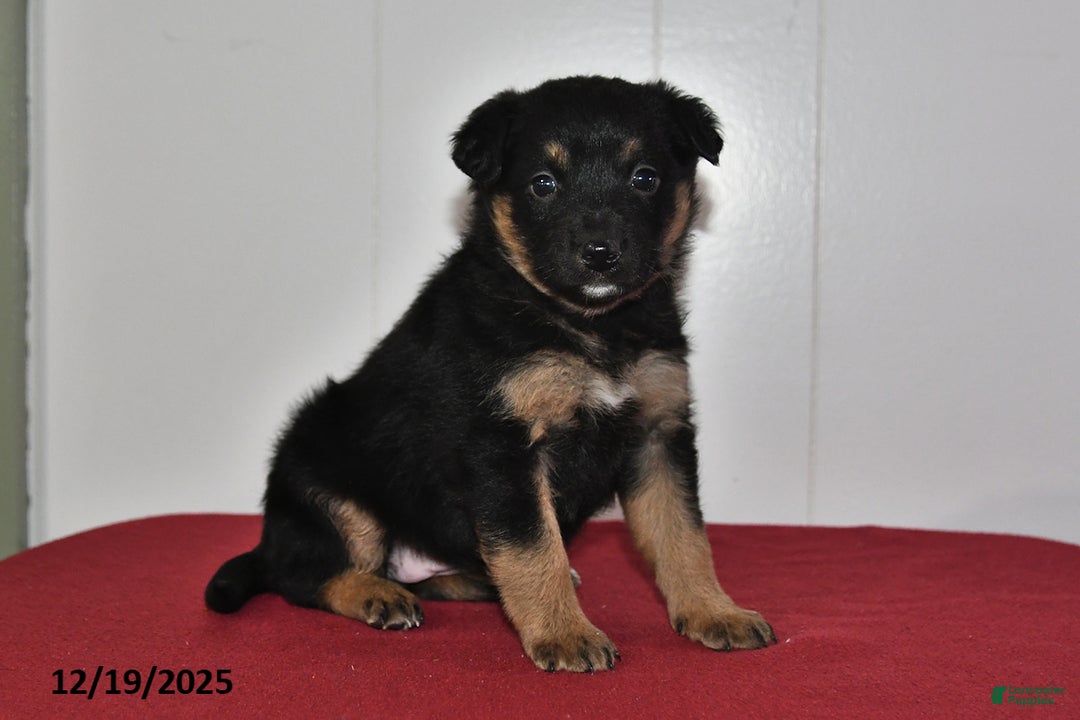 Mixed Breed dogs for sale: Natalie - Ad 3