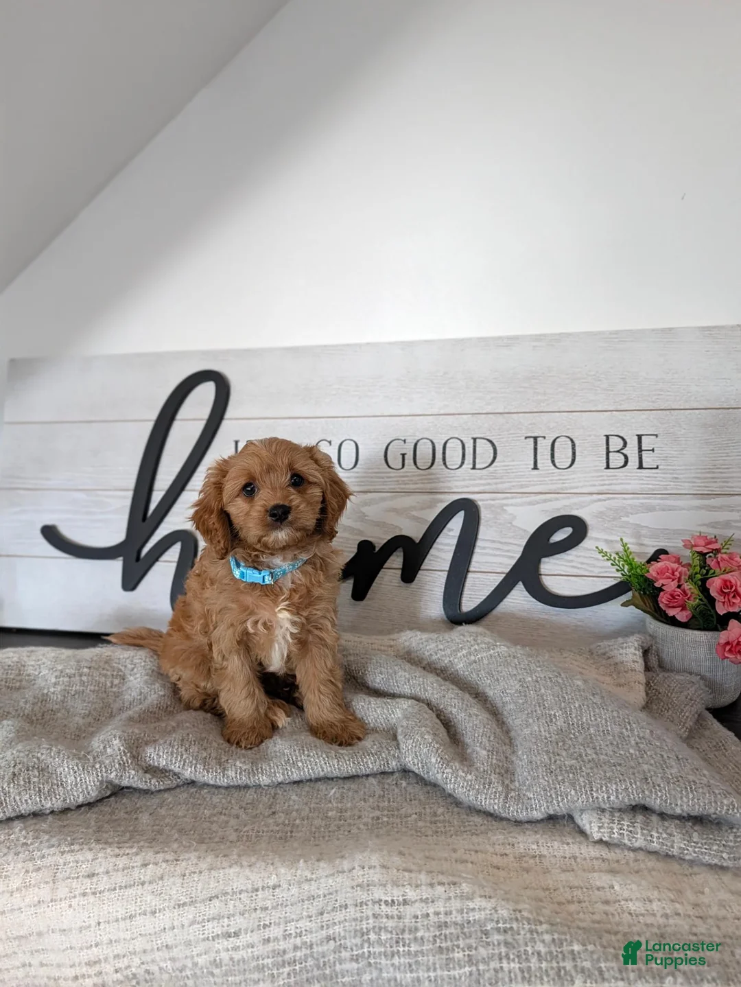 Cavapoo dogs for sale: Prince - Ad 1
