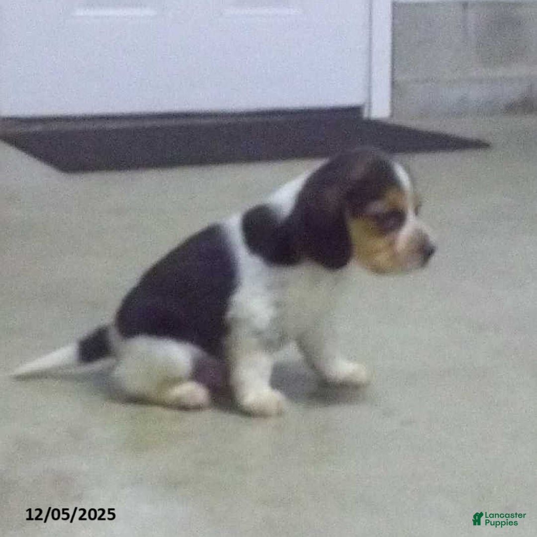 Beagle dogs for sale: Max - Ad 1