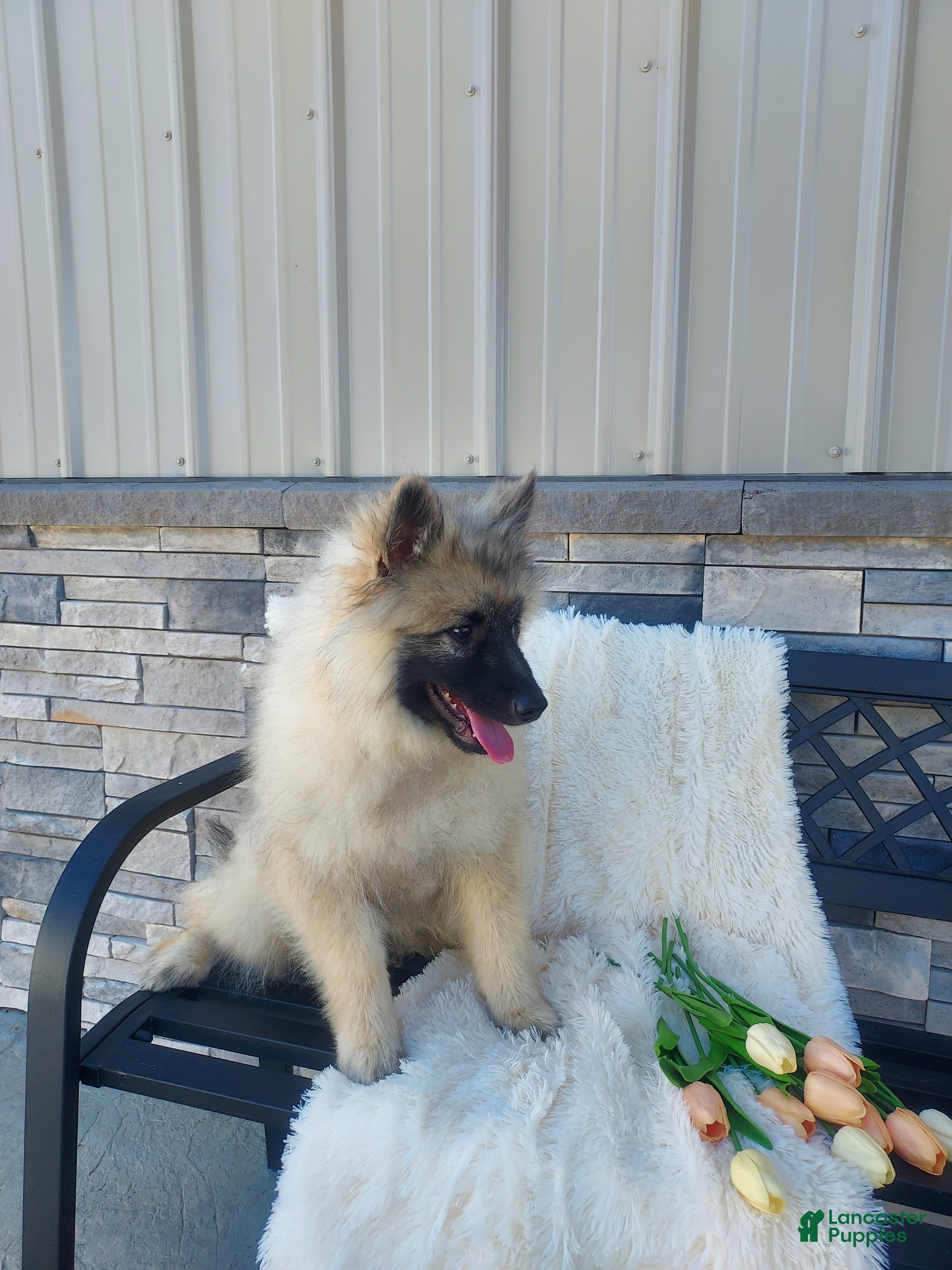 Keeshond dogs Tanner - Ad 2