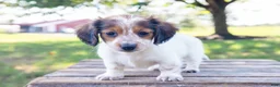 Miniature Dachshund dogs for sale: Miniature Dachshund 5 - Ad 8