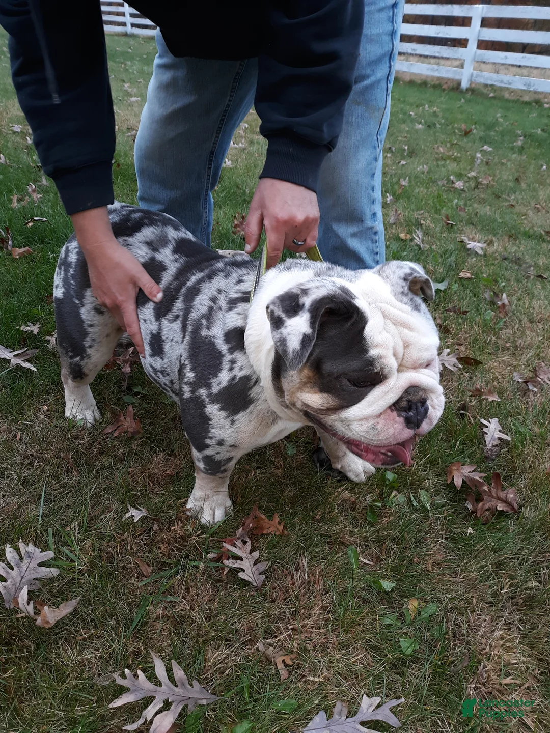 English Bulldog dogs for sale: Liberty - Ad 5