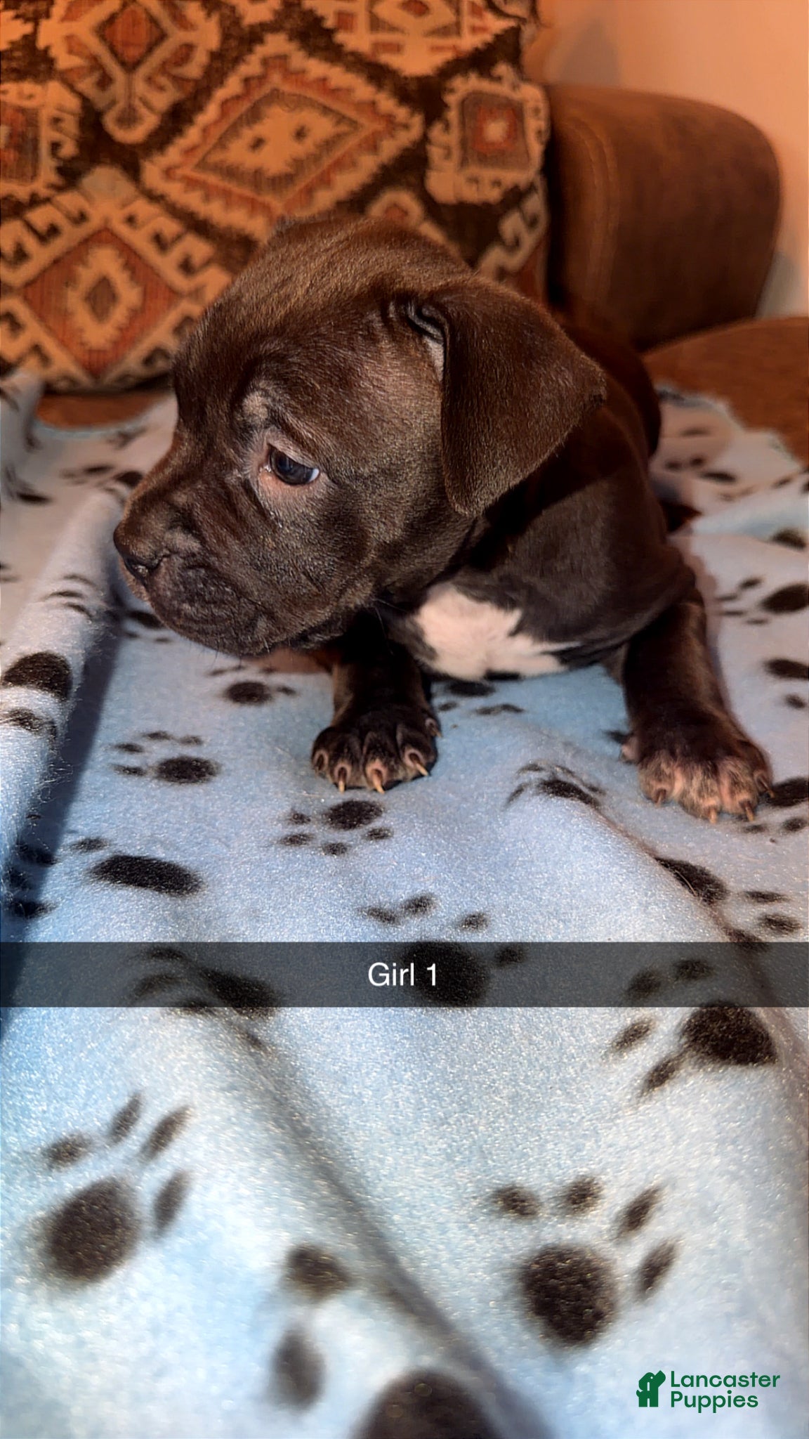 Mixed Breed dogs Mixed Breed Puppy 5 - Ad 18