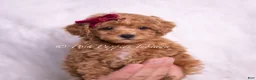 Toy Poodle dogs for sale: Olive - Ad 2