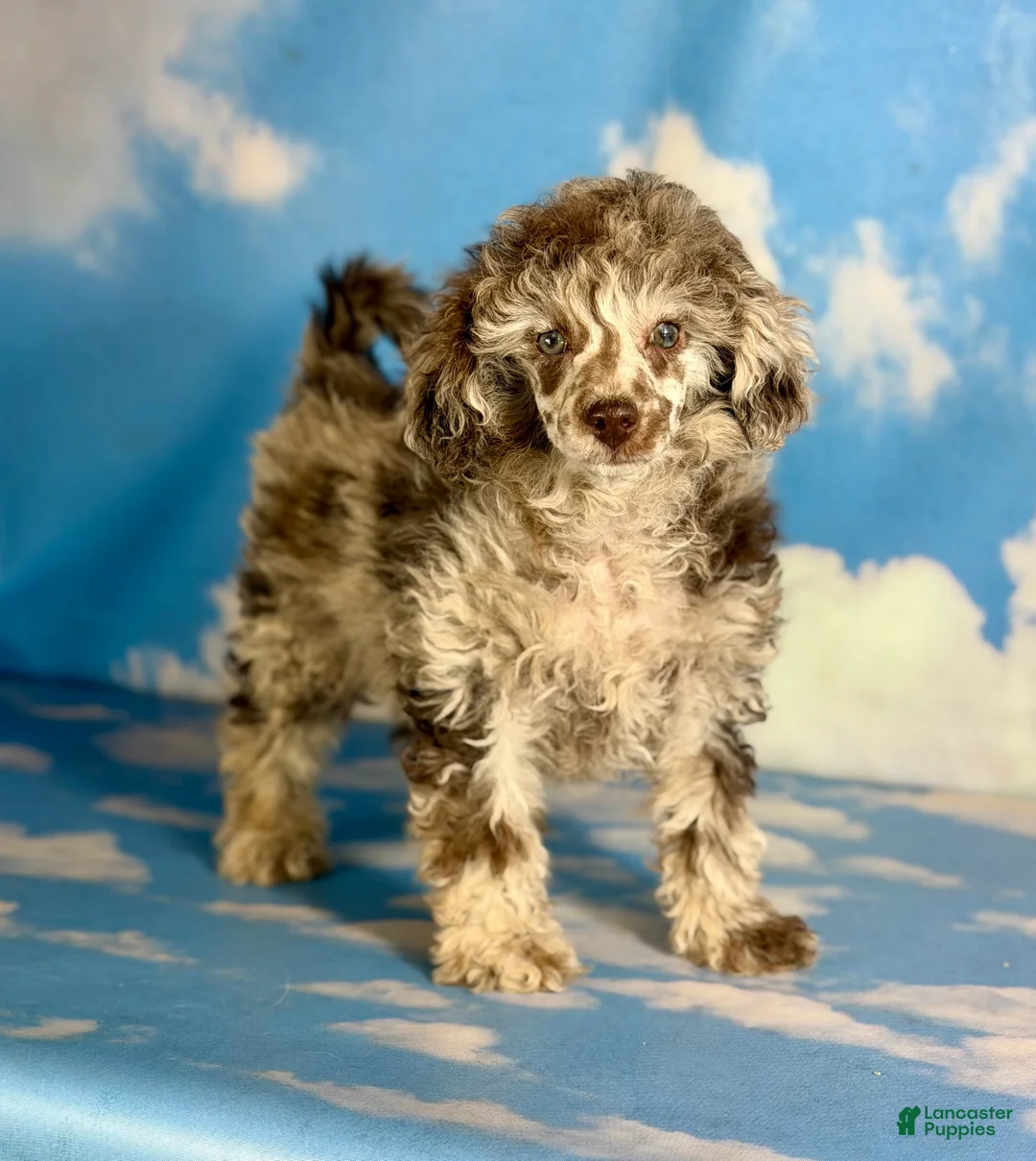 Miniature Poodle dogs for sale: ACA Bruno  - Ad 2
