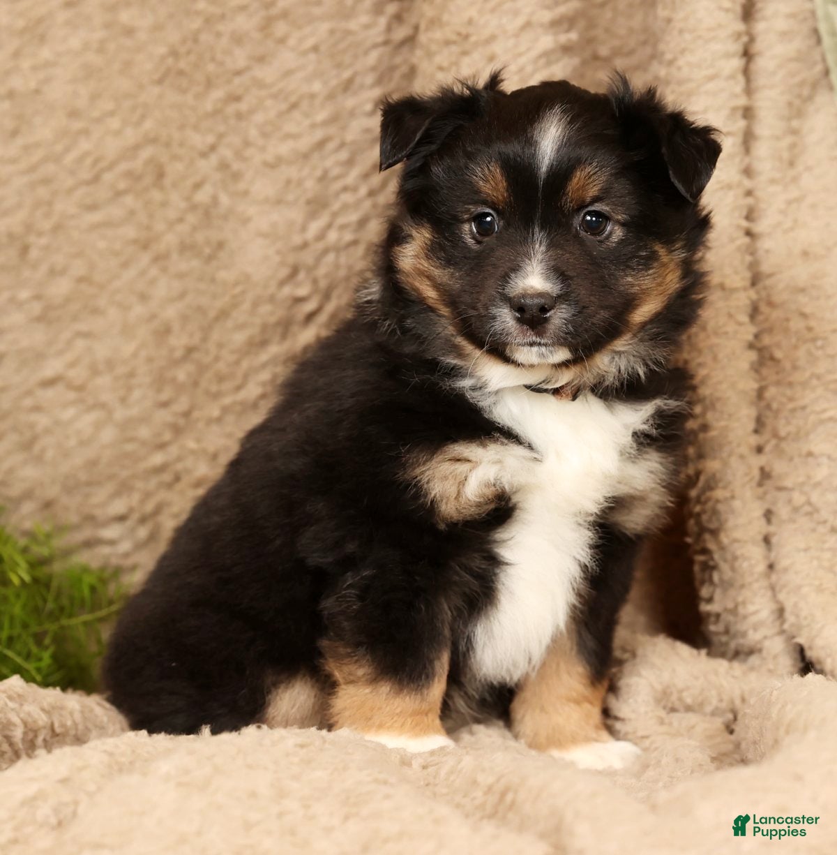 Miniature Australian Shepherd dogs Drake - Ad 2