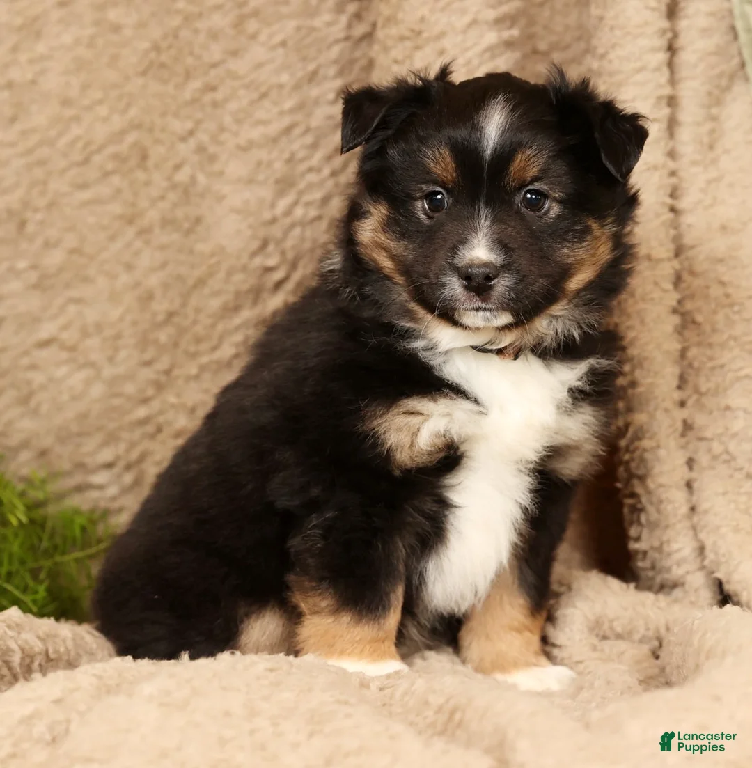 Miniature Australian Shepherd dogs for sale: Drake - Ad 2