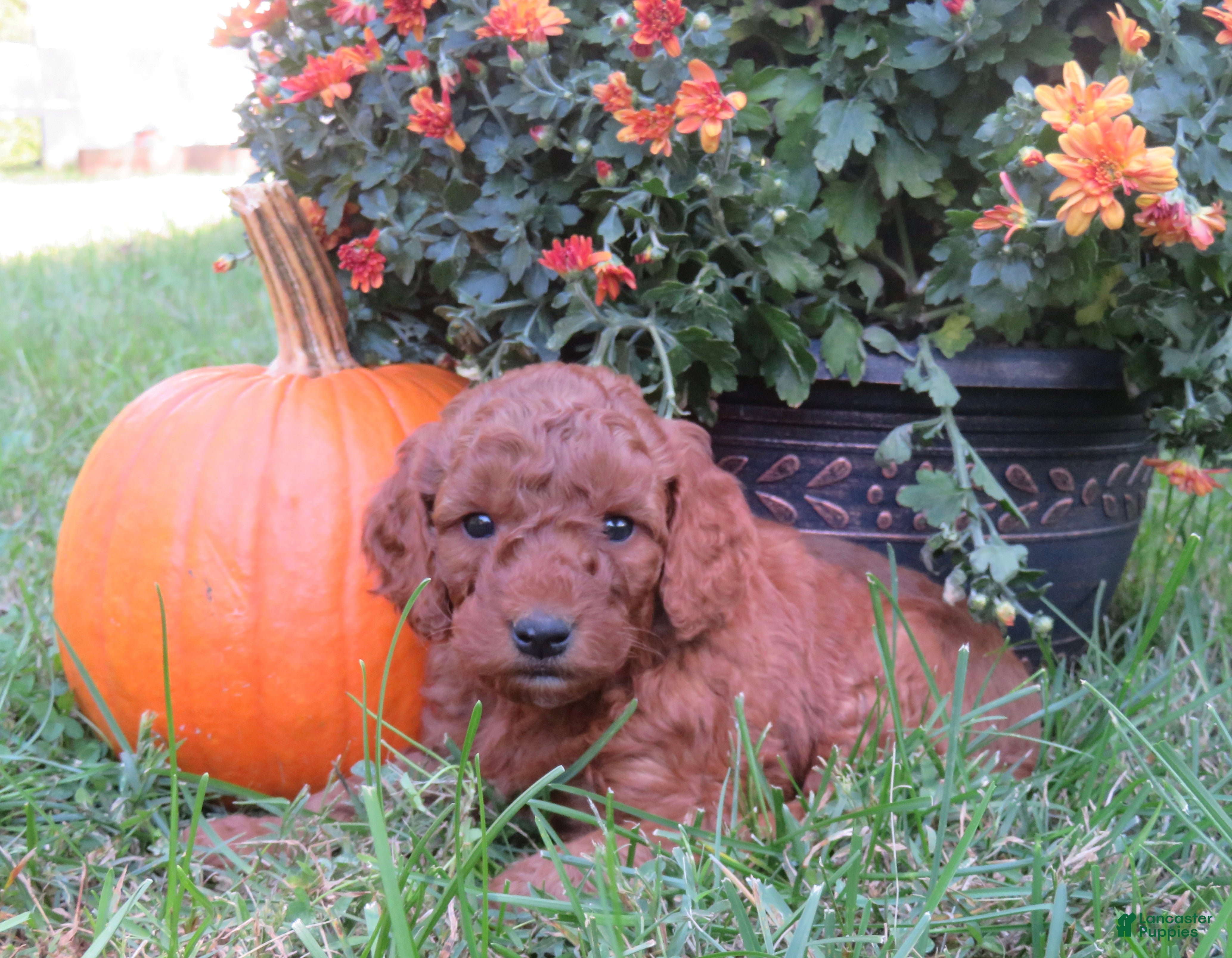 Mini Goldendoodle dogs Espresso  - Ad 1