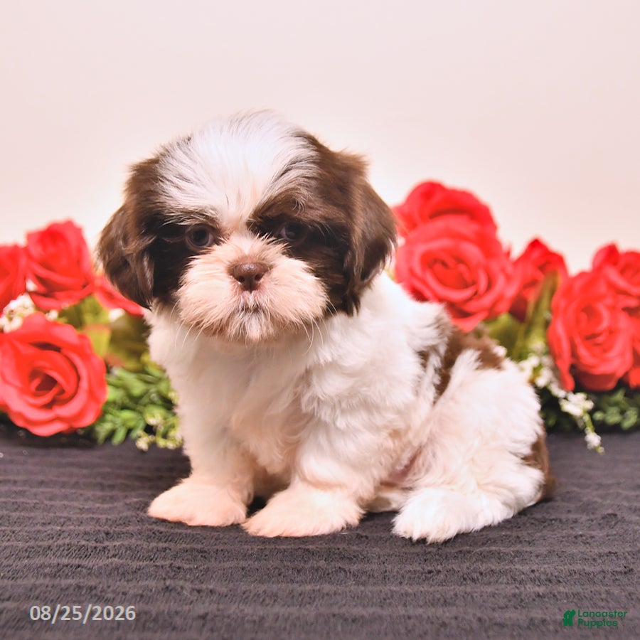 Shih Tzu dogs Sugar - Ad 1