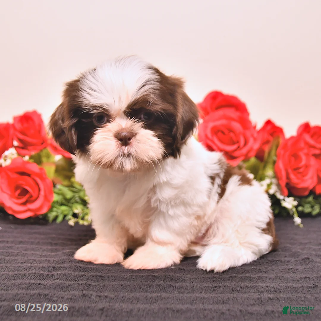 Shih Tzu dogs for sale: Sugar - Ad 1