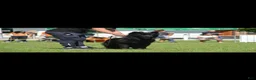 German Shepherd dogs for sale: German Shepherd 1 - Ad 6