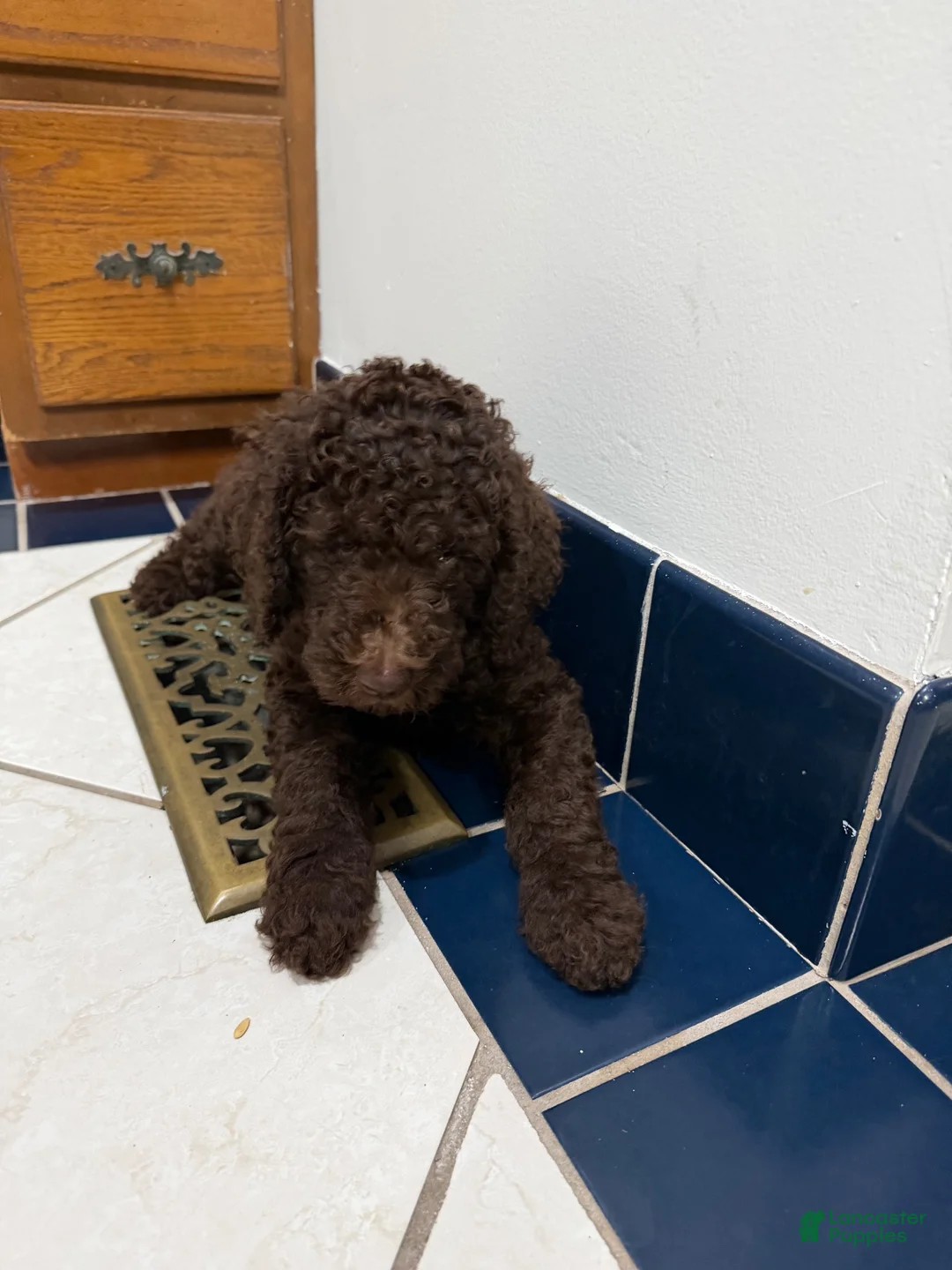 Goldendoodle dogs for sale: Goldendoodle 8 - Ad 1