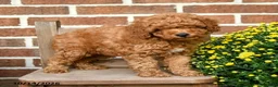 Miniature Poodle dogs for sale: Cheerios - Ad 3