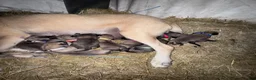 Mixed Breed dogs for sale: Anatolian/ Kangal- Black - Ad 6