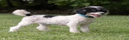 Miniature Poodle dogs for sale: Spike Miniature Poodle  - Ad 3