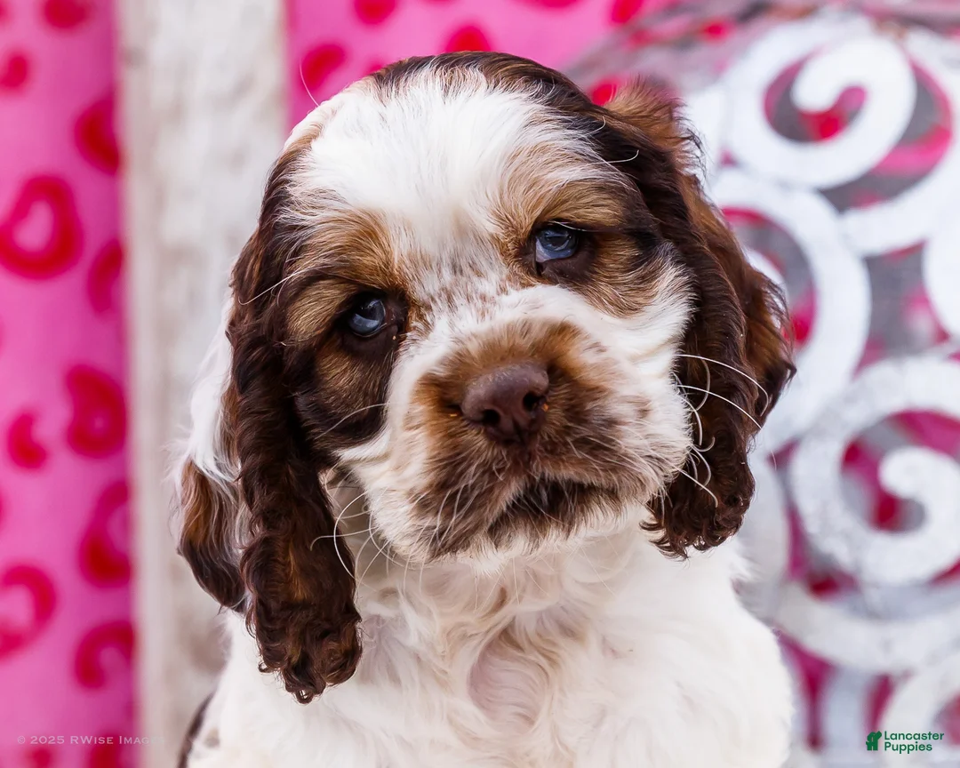 Cocker Spaniel dogs for sale: Wagner - Ad 3