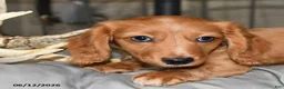 Miniature Dachshund dogs for sale: Carter - Ad 3