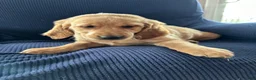 Mixed Breed dogs for sale: Mixed Breed Puppy 2 brown collar  - Ad 4