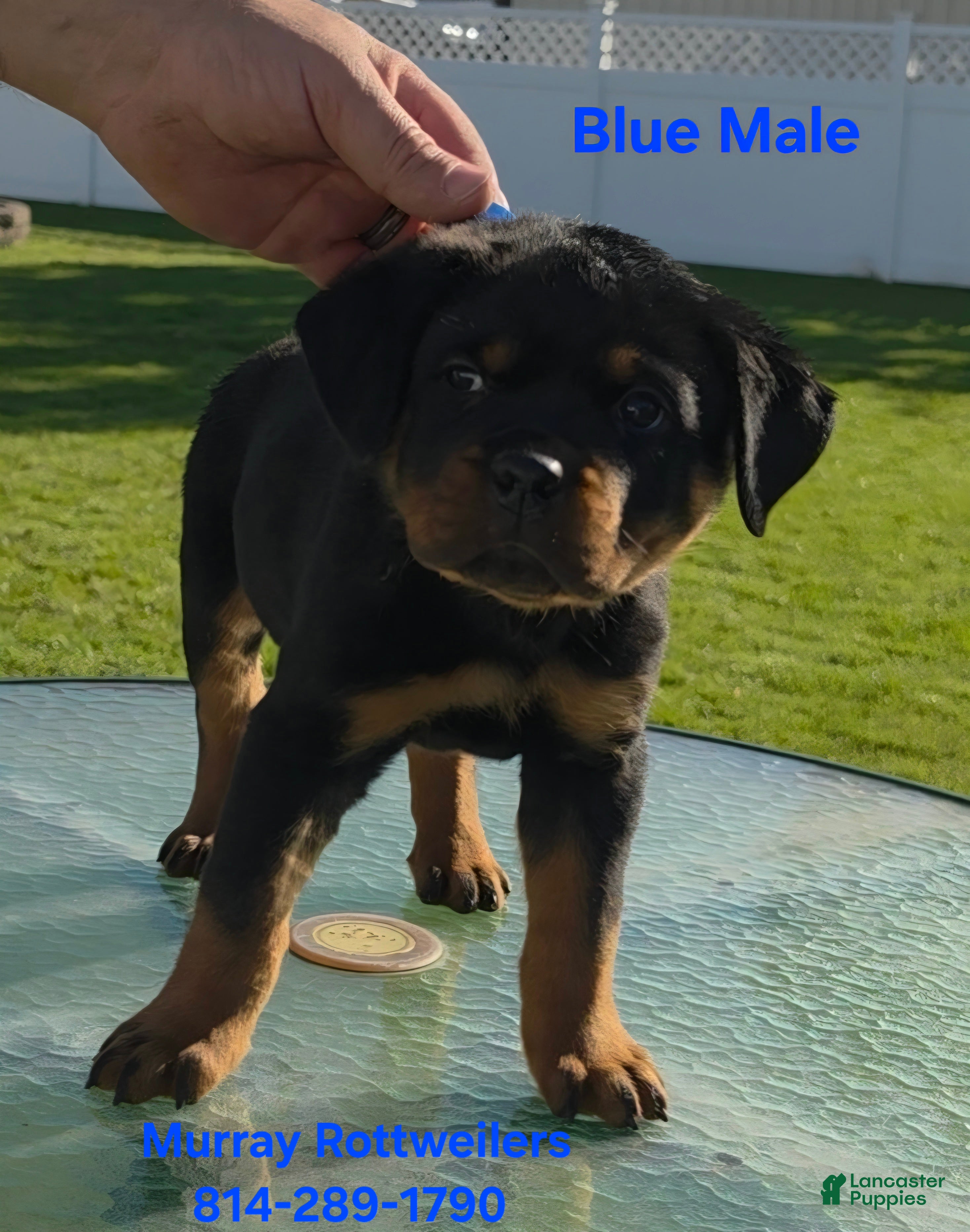Rottweiler dogs for sale: Blue male - Ad 2
