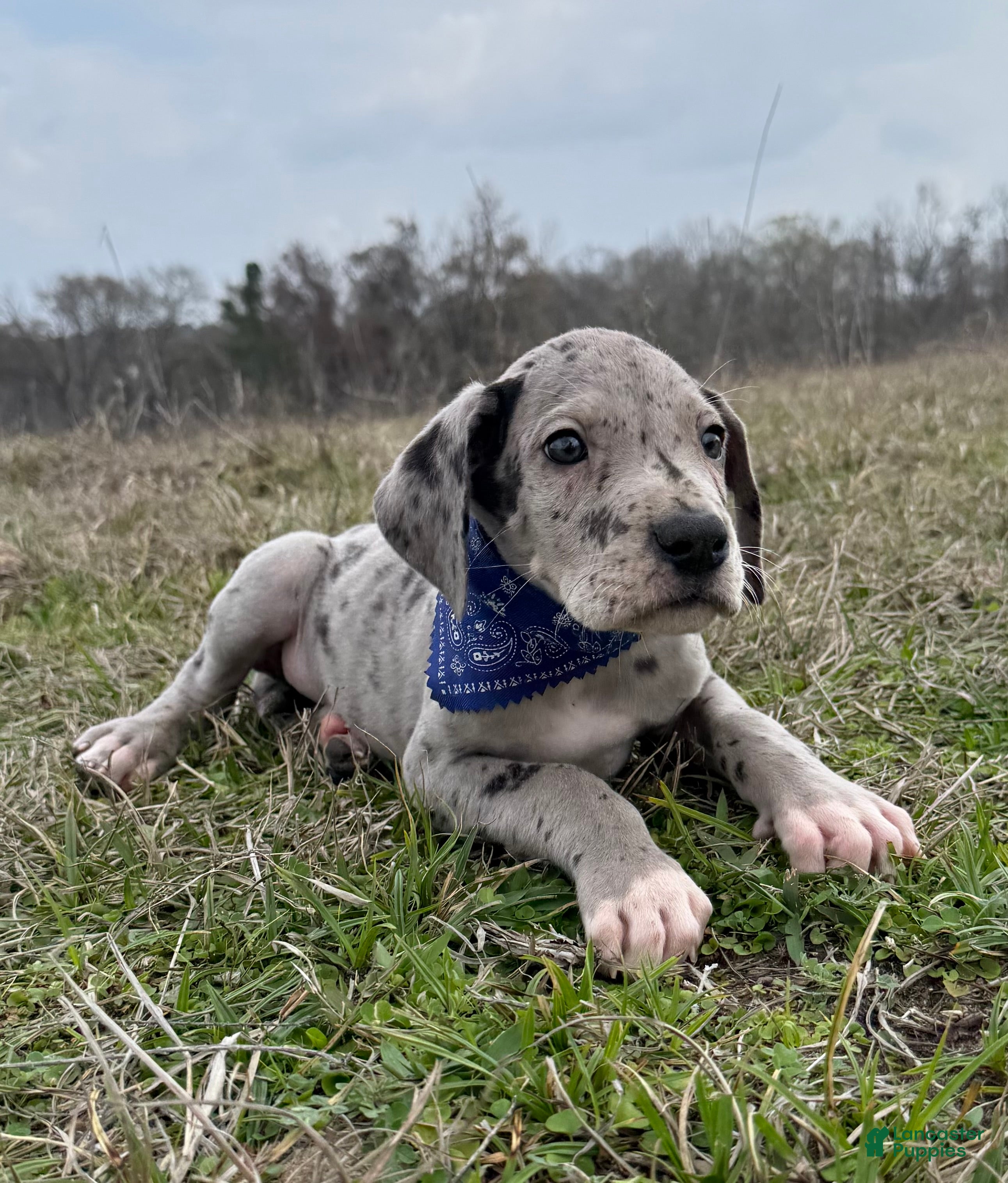Great Dane dogs Willis Great Dane Puppy 2 - Ad 1