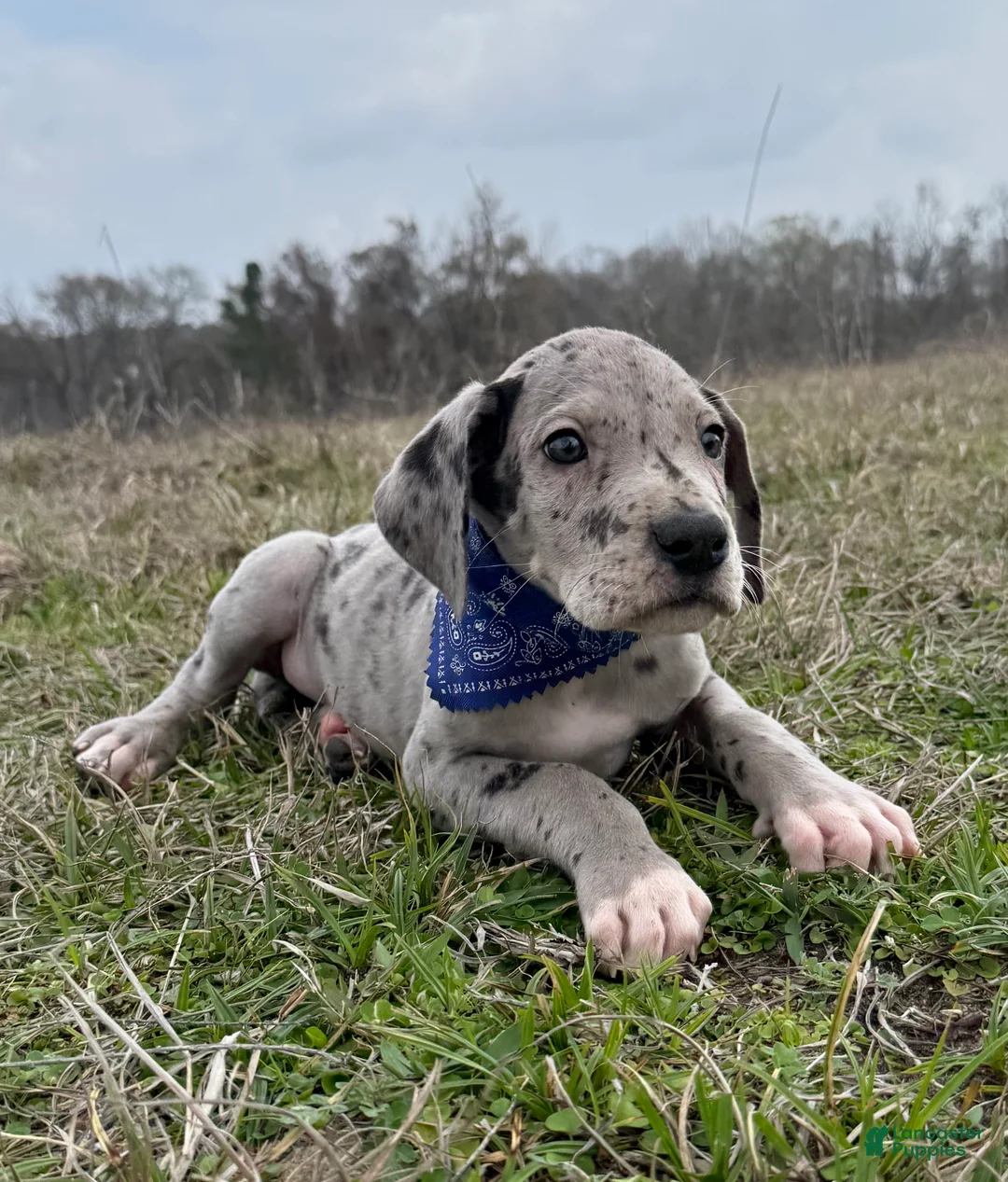 Great Dane dogs for sale: Willis Great Dane Puppy 2 - Ad 1