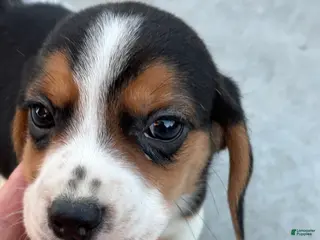 Beagle dogs Finn - Ad 17