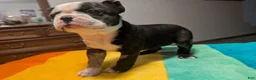 Frenchton dogs for sale: Jacqueline - Ad 1