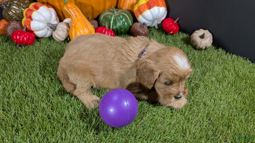 Cavapoo dogs for sale: Cavapoo Puppy 2 - Ad 3