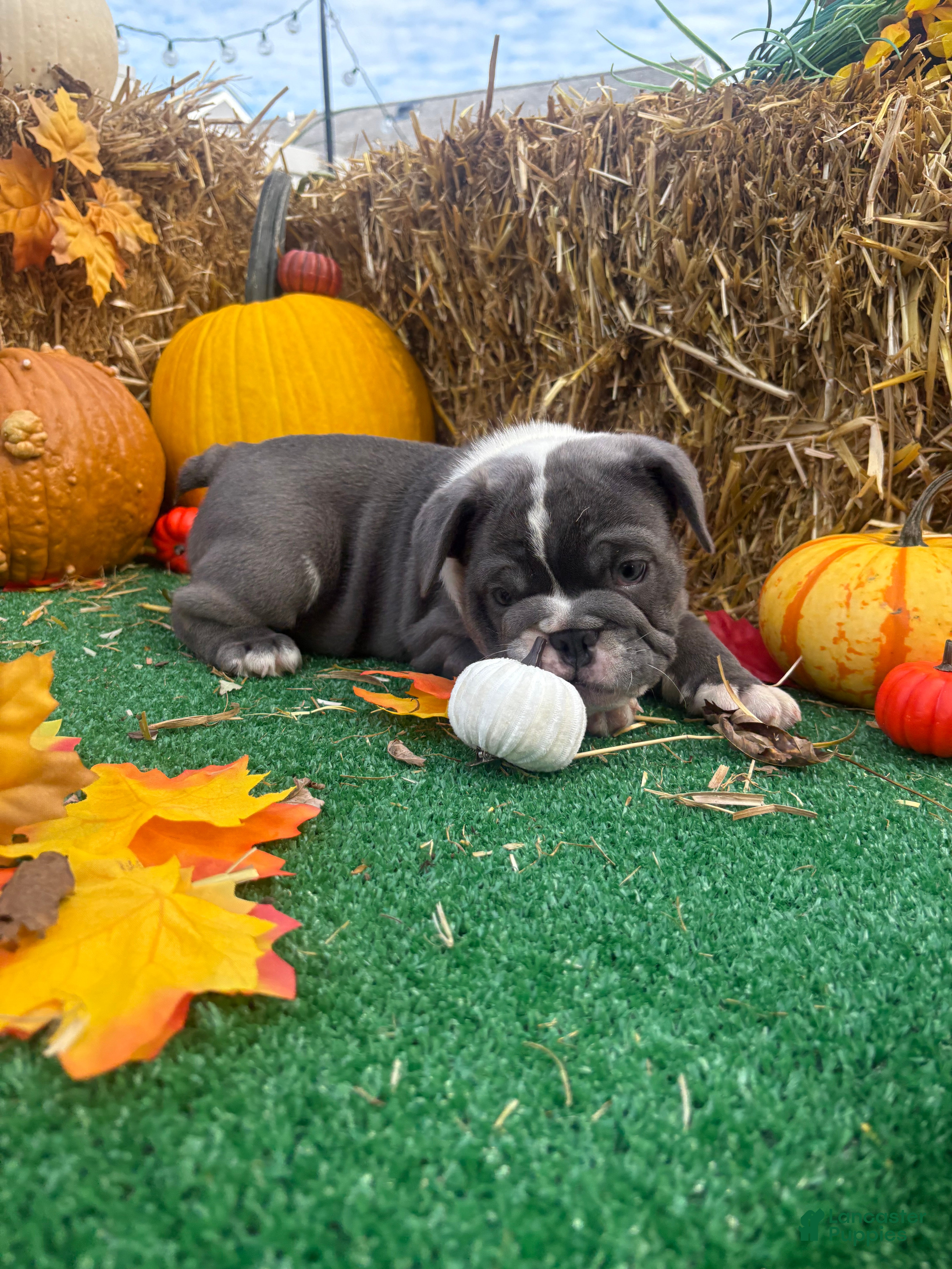 Mixed Breed dogs Elroy  - Ad 2