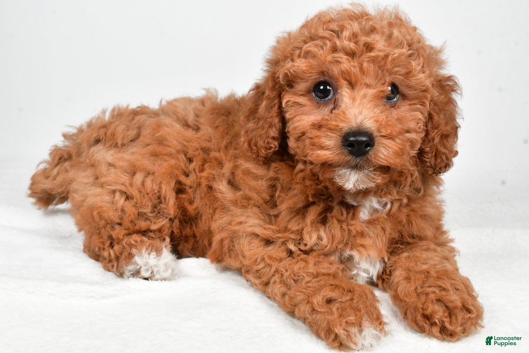 Bichpoo dogs for sale: Bella - Ad 5