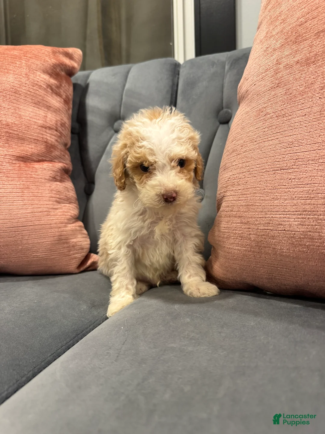 Mini Goldendoodle dogs for sale: Shiloh - Ad 2