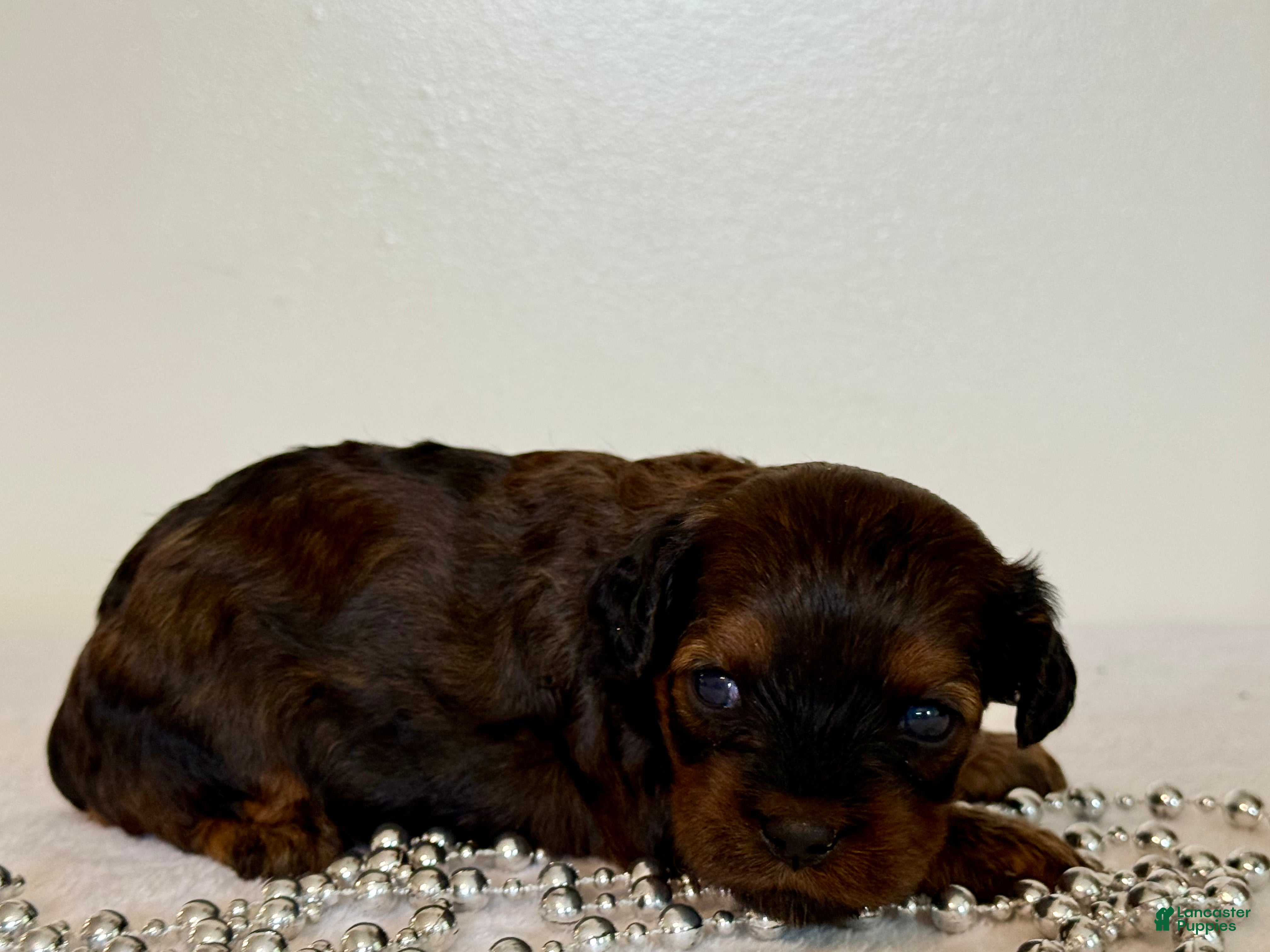 Cavapoo dogs Mocha Cavapoo  - Ad 1
