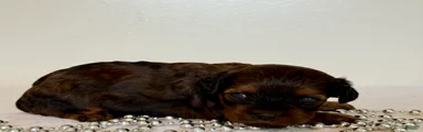 Mocha Cavapoo 