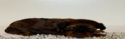 Cavapoo dogs for sale: Mocha Cavapoo  - Ad 1