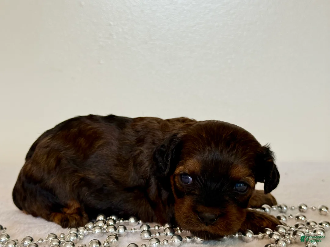 Cavapoo dogs for sale: Mocha Cavapoo  - Ad 1