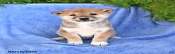 Shiba Inu dogs for sale: Danelle - Ad 2