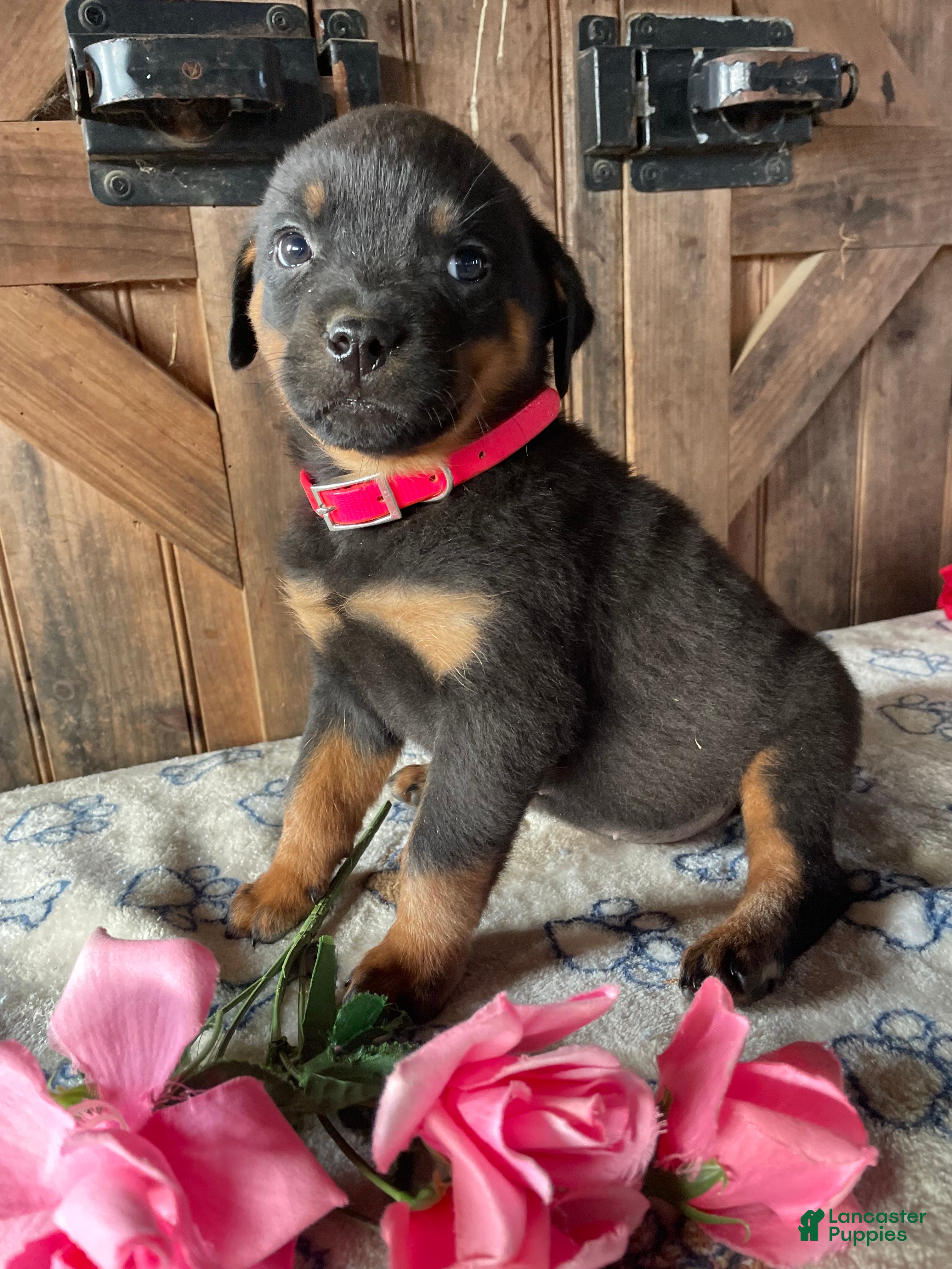 Rottweiler dogs Jewel - Ad 41