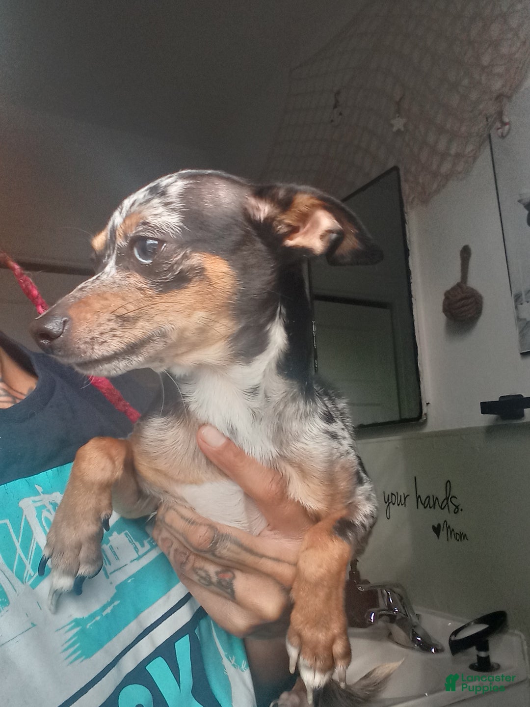 Chihuahua dogs for sale: Merle Chihuahua Puppy 2 - Ad 2