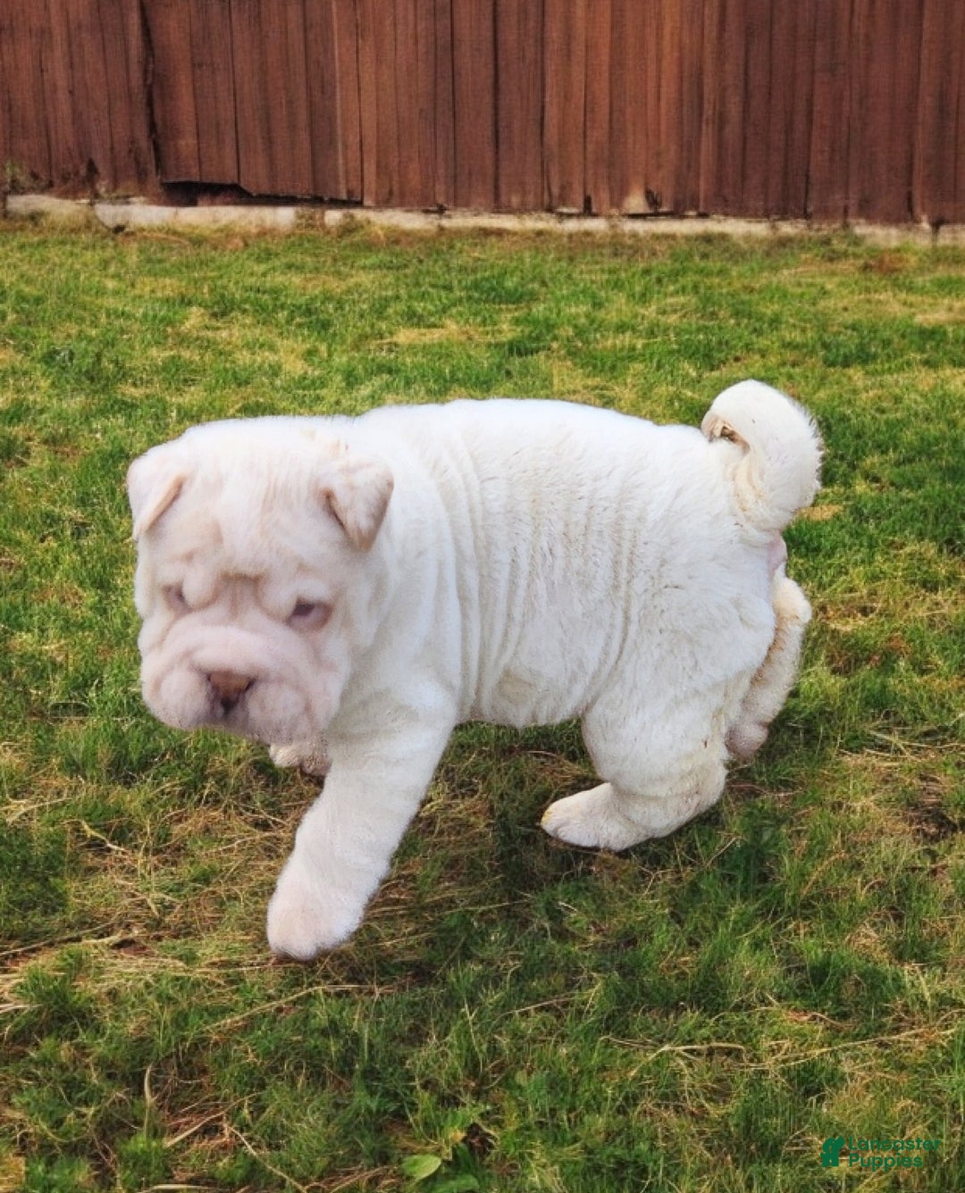 Shar Pei dogs for sale: Blizzard mini - Ad 9