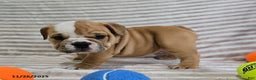 English Bulldog dogs for sale: Bear - Ad 5