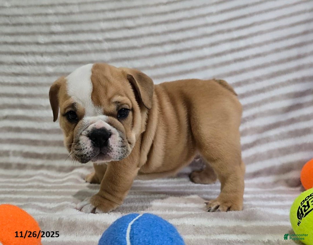 English Bulldog dogs for sale: Bear - Ad 5