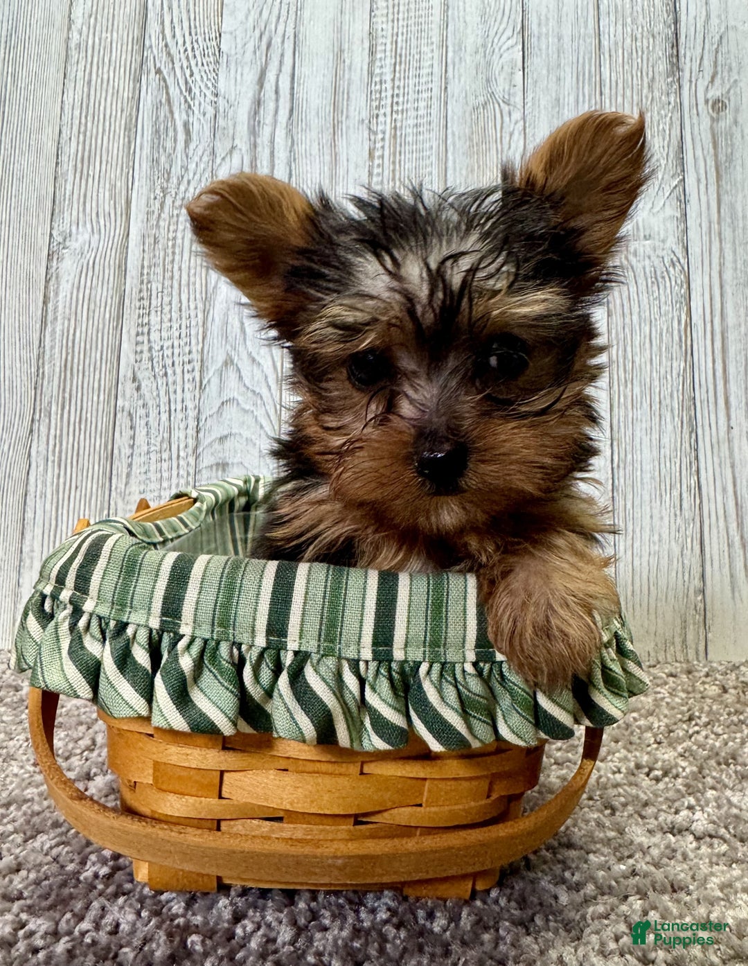 Yorkiepoo dogs for sale: Titan - Ad 8