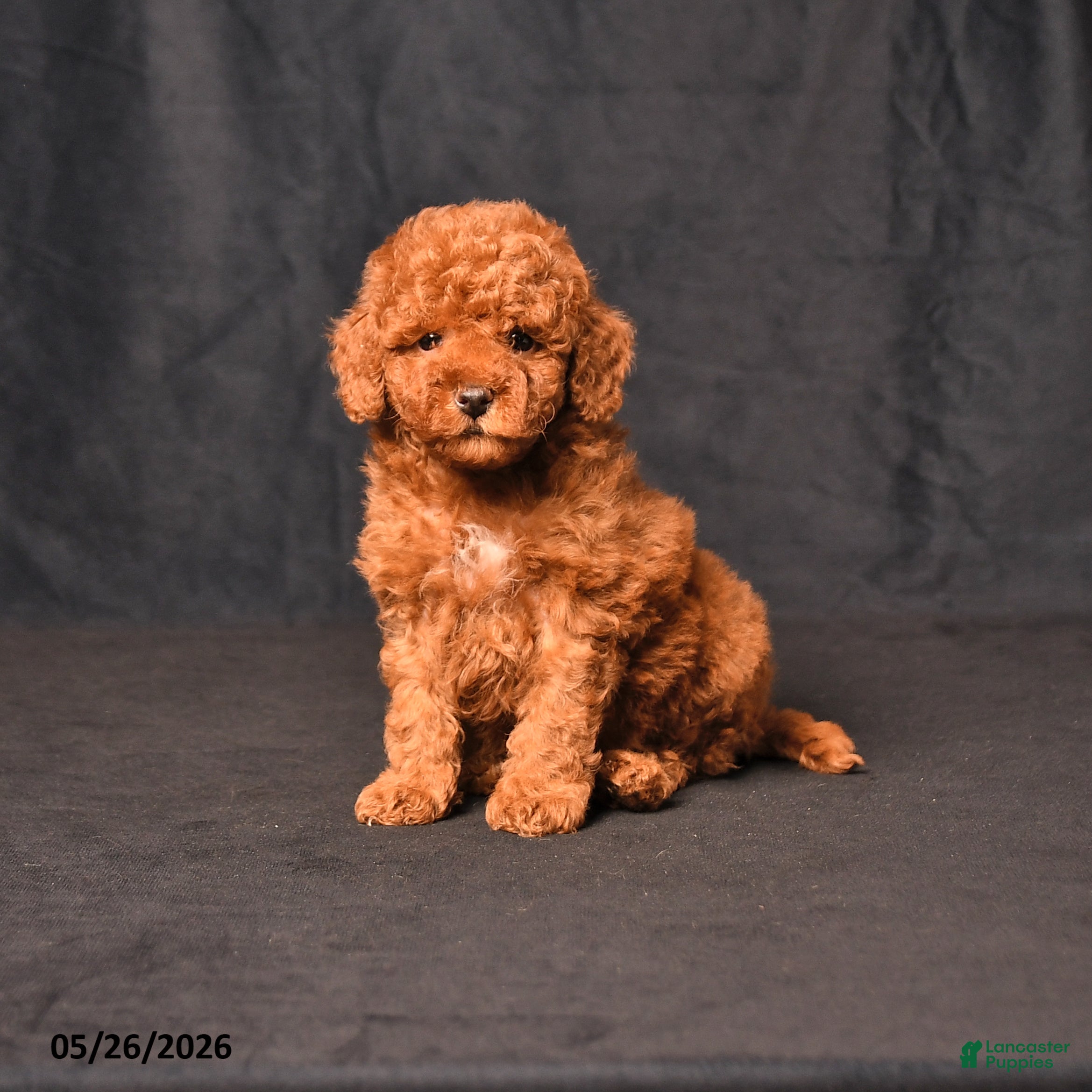 Toy Poodle dogs Bingo - Ad 1