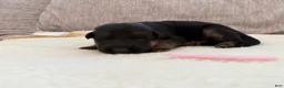 German Shepherd dogs for sale: Pink Girl - Ad 6
