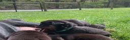 Rottweiler dogs for sale: Teal Female - Ad 2