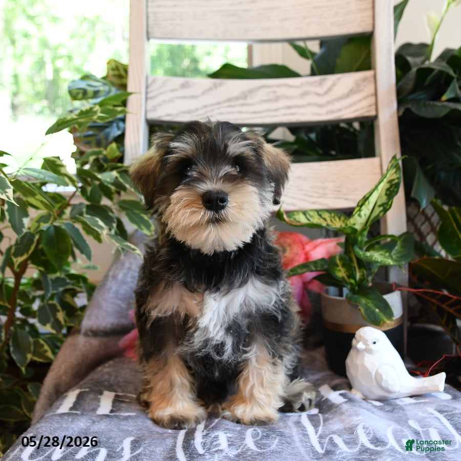 Miniature Schnauzer dogs Milo - Ad 1