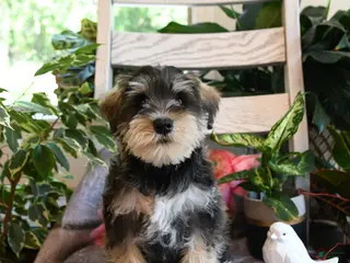 Miniature Schnauzer dogs for sale: Milo - Ad 4