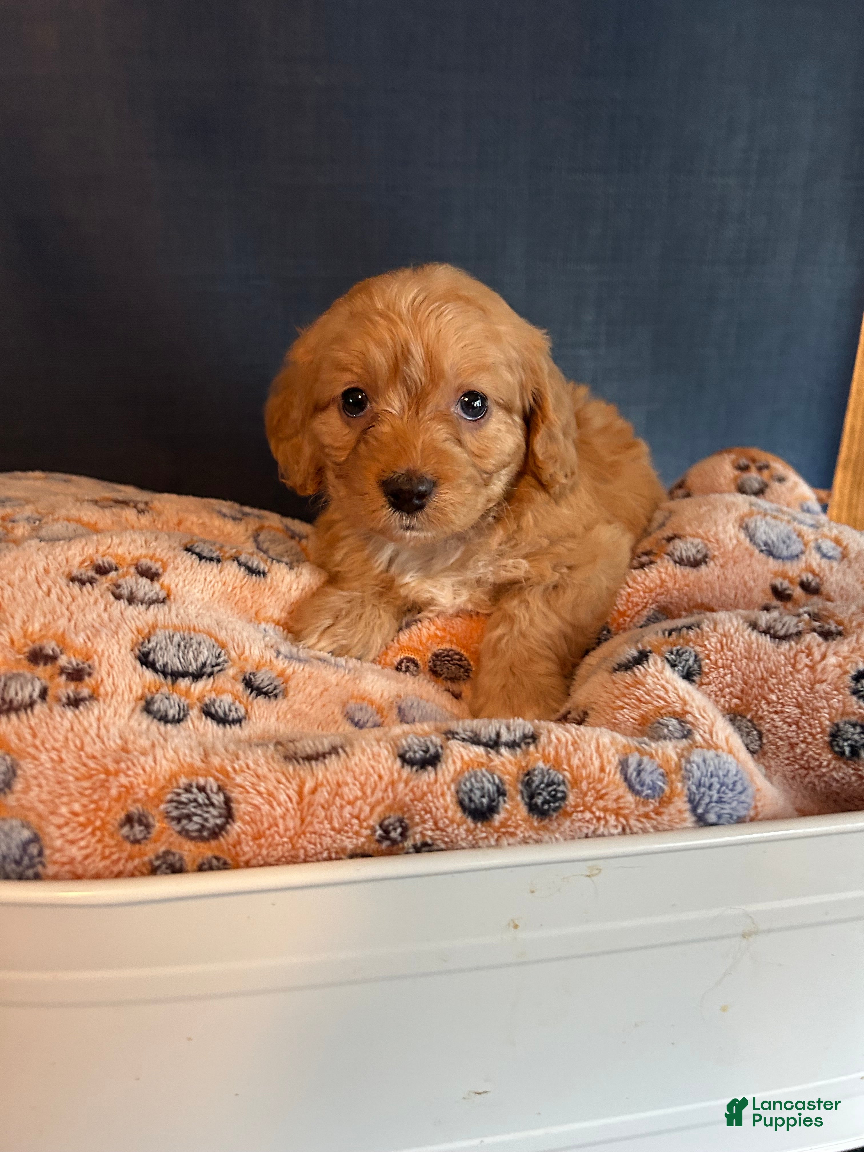 Cavapoo dogs Cavapoo 6 Marley  - Ad 1