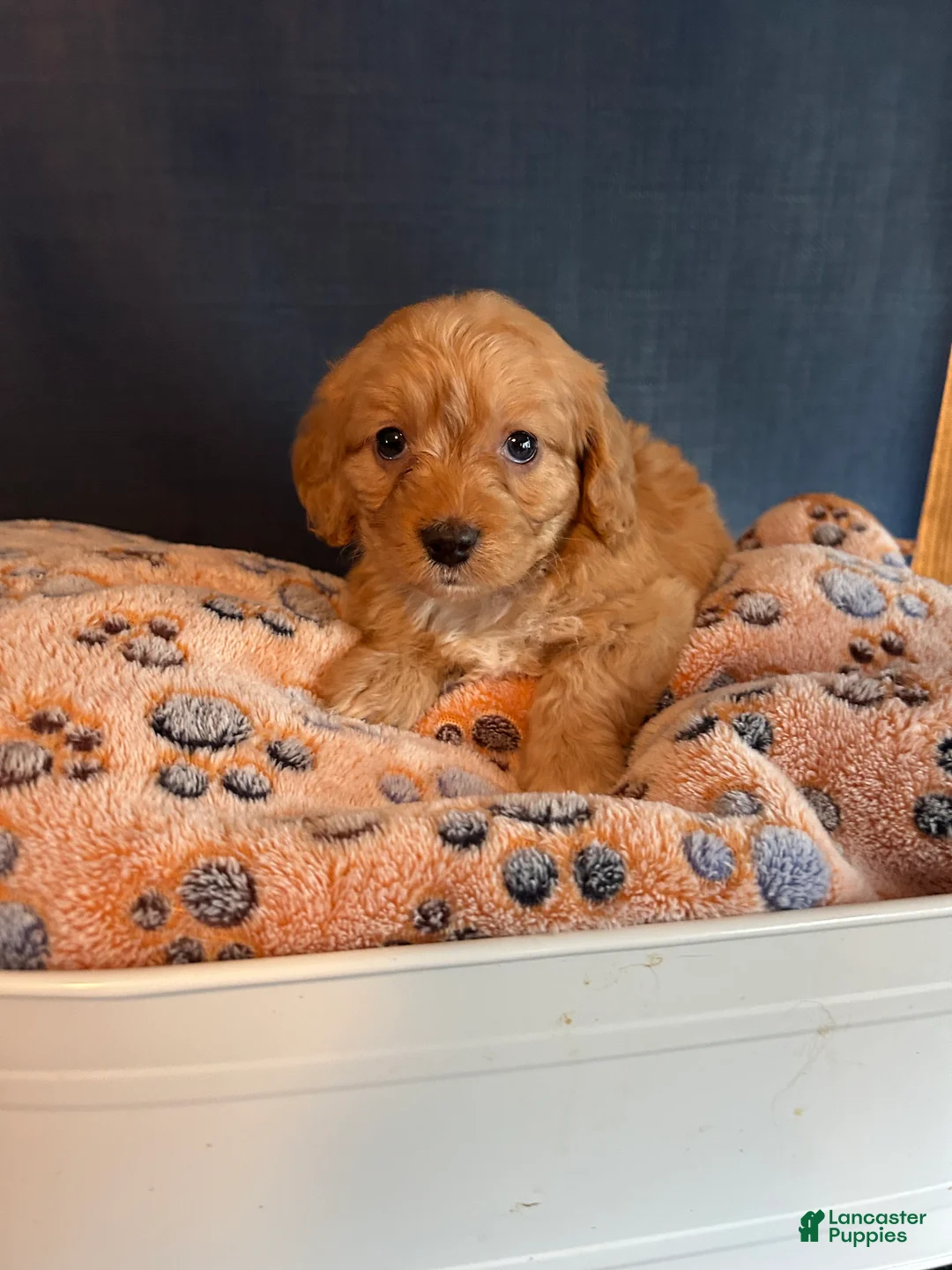 Cavapoo dogs for sale: Cavapoo 6 Marley  - Ad 1